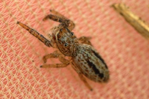 Marpissa radiata